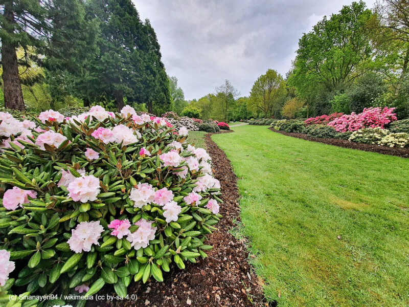 Rhododendronpark